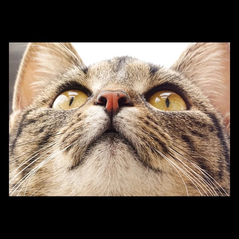 Minka cat face