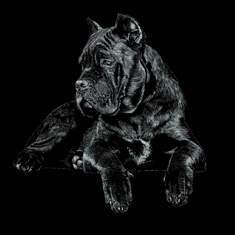 Cane Corso Italiano