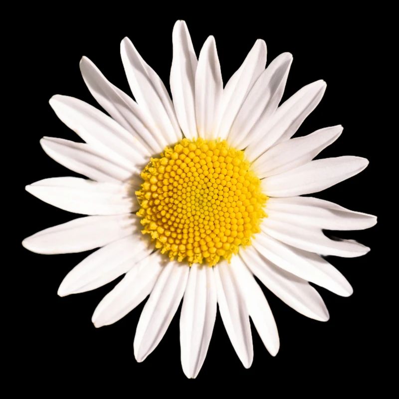 Gänseblümchen