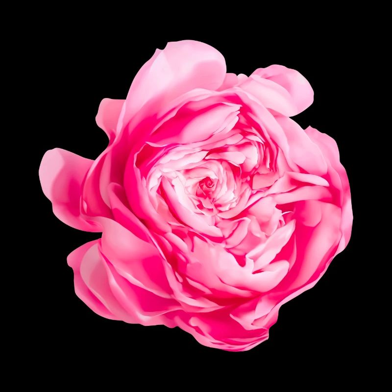 Fleur Princesse Alexandra de Kent Rose