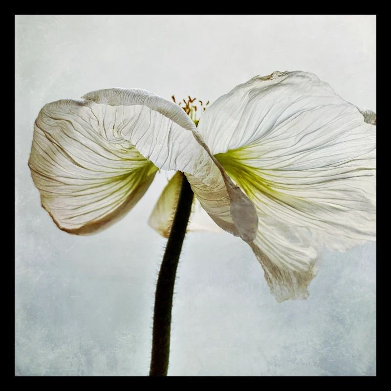 Weiße Mohnblüte