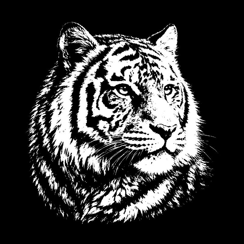 Portrait contrasté du tigre