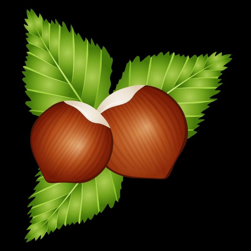 two bright brown hazelnuts with leaves