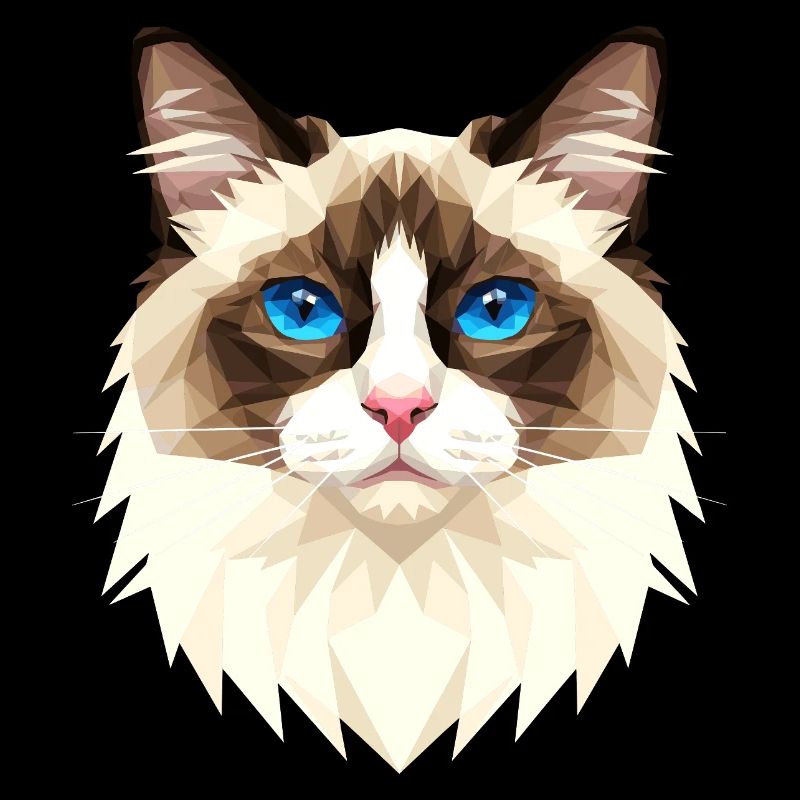 Ragdoll Chat Ragdoll Chat Mignons Chats Ragdoll