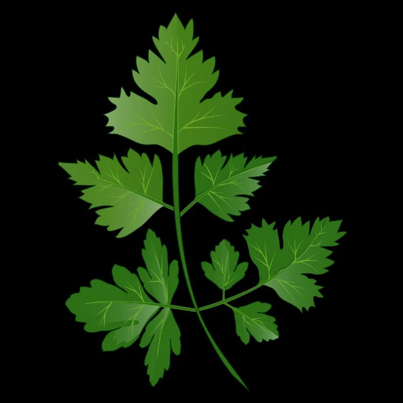 hand drawn parsley branch