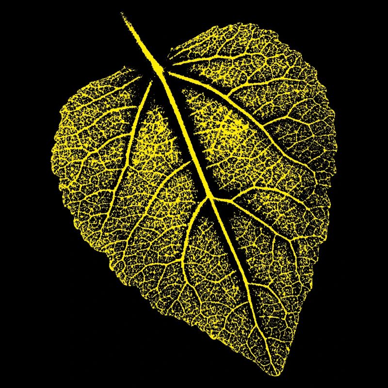 Feuille de tilleul / Feuille Linde