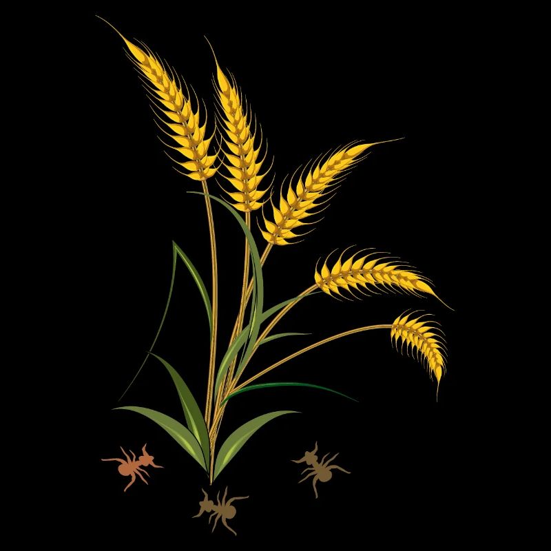 Épis de maïs avec fourmis