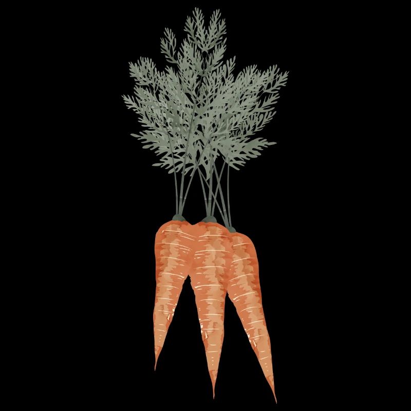 Nostalgic carrot bunch as vintage drawing
