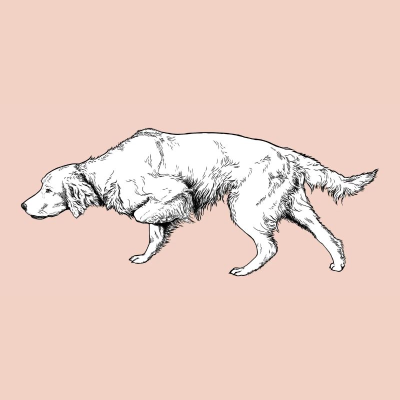 Setter above