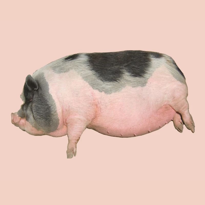pig