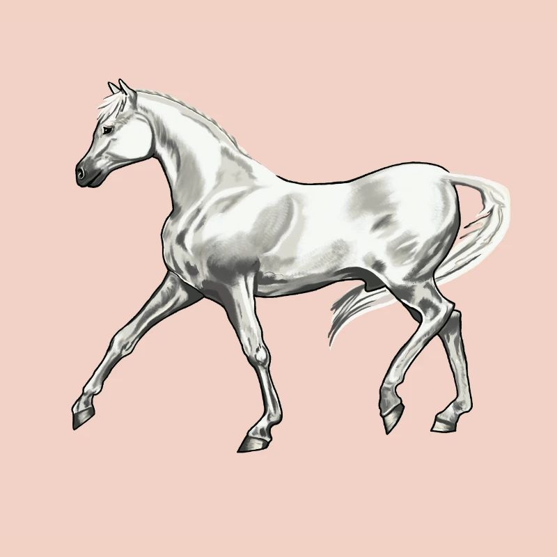 Trabender_Araberhengst