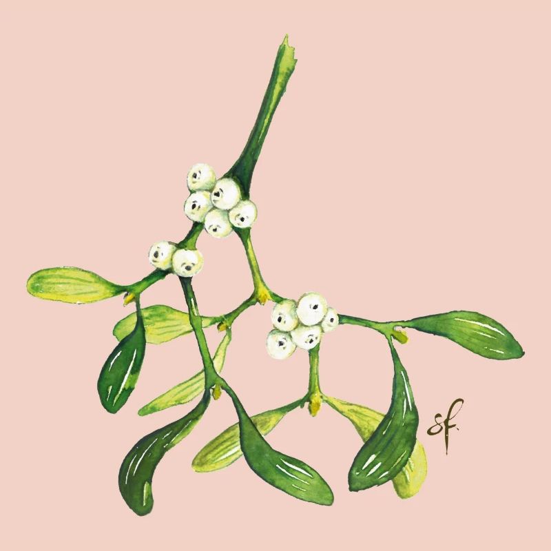 Mistletoe