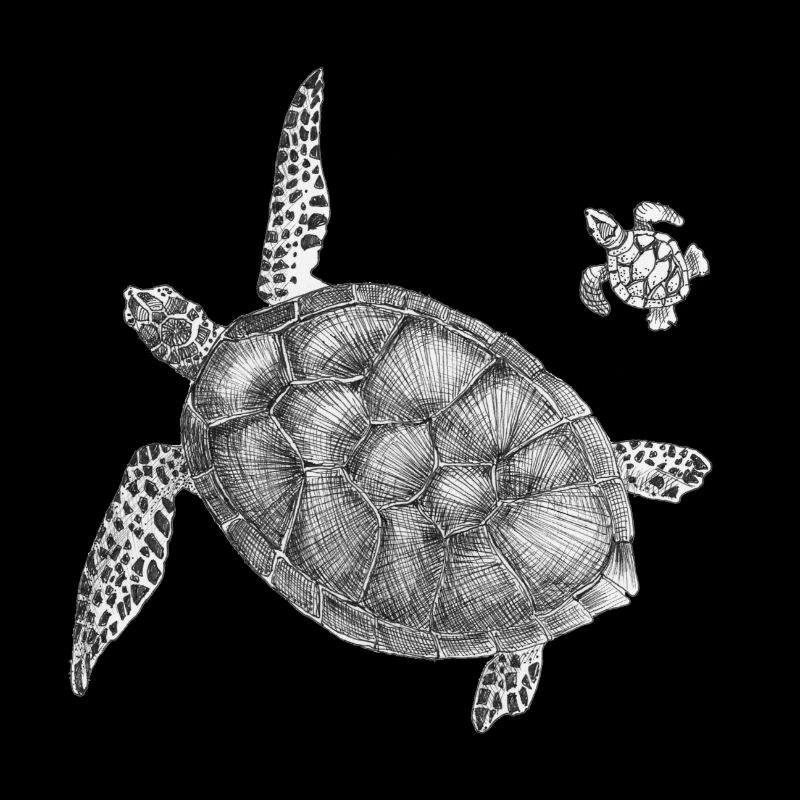 Affiche Tortue de mer