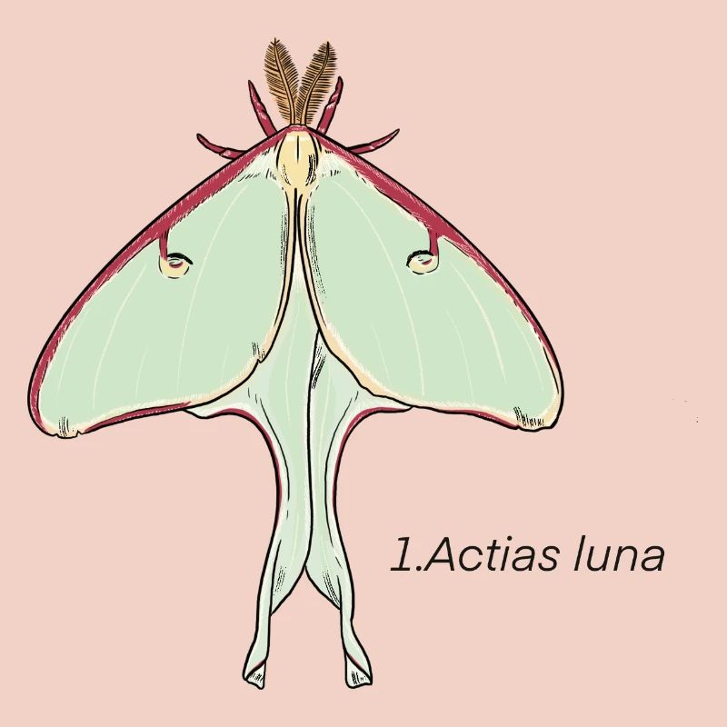 Schmetterling