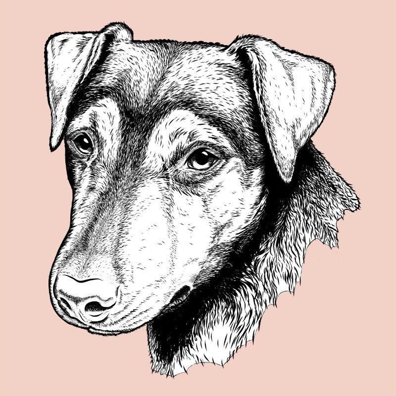Jagdterrier Portrait