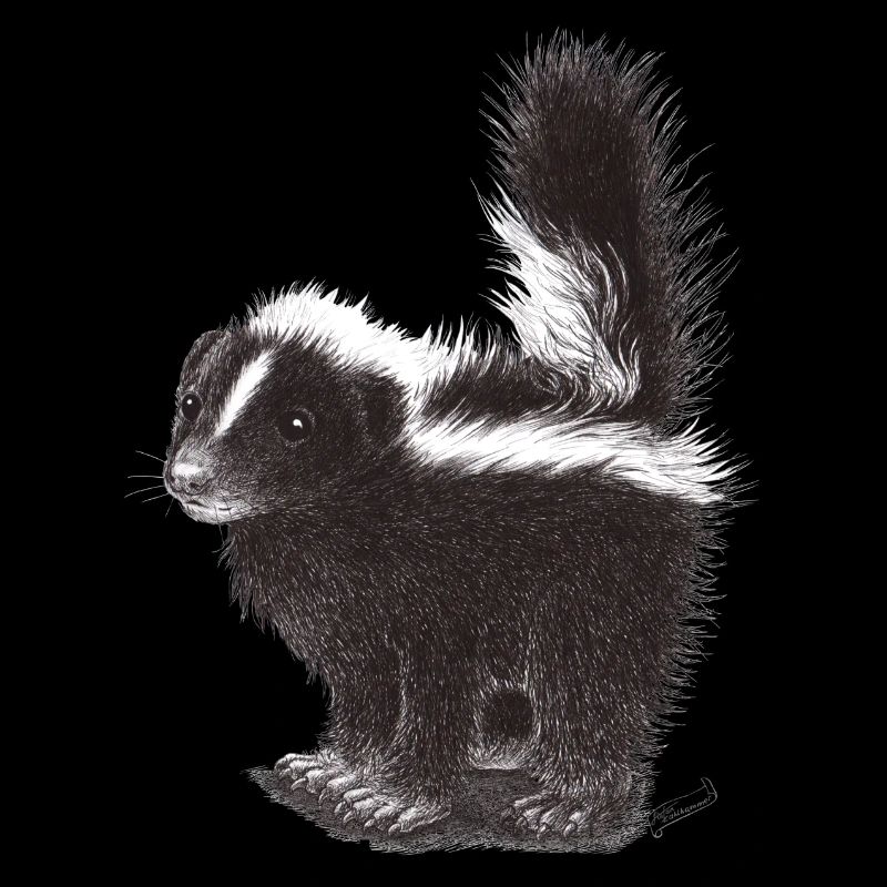 Cute cool skunk