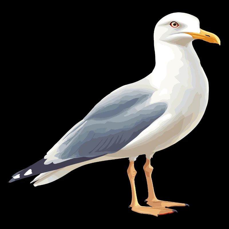 Mouette des nuages côtiers