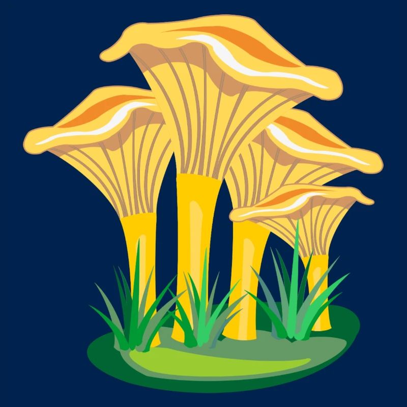 Champignons champignons