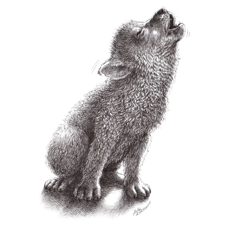 Young howling wolf