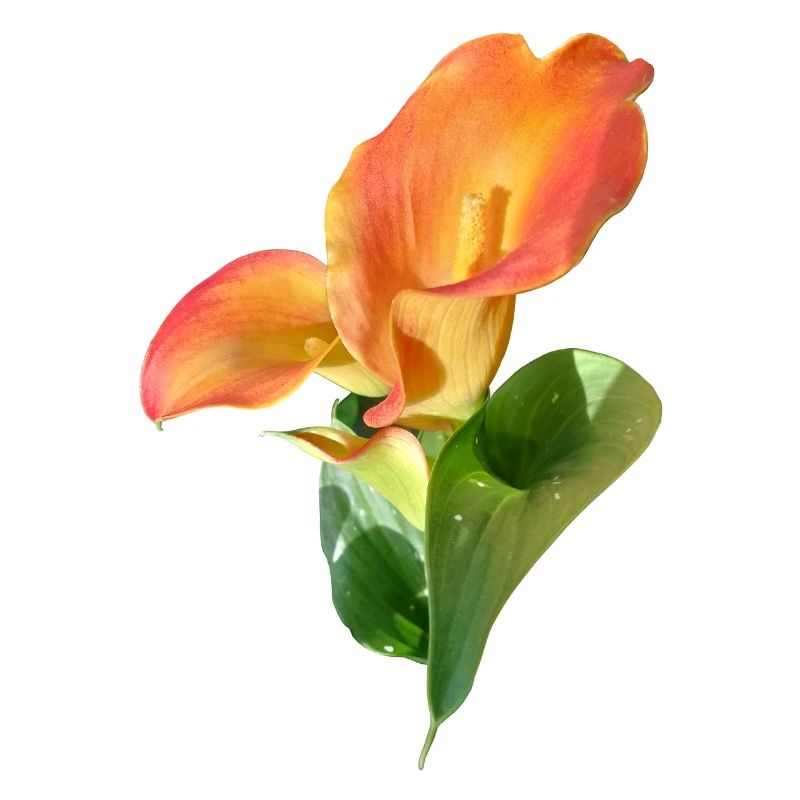 Orange Calla Blütenzauber