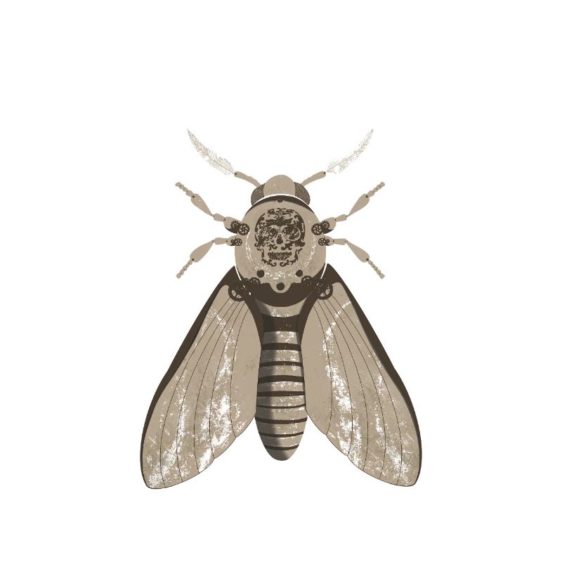 Anatomie du papillon de nuit du crâne