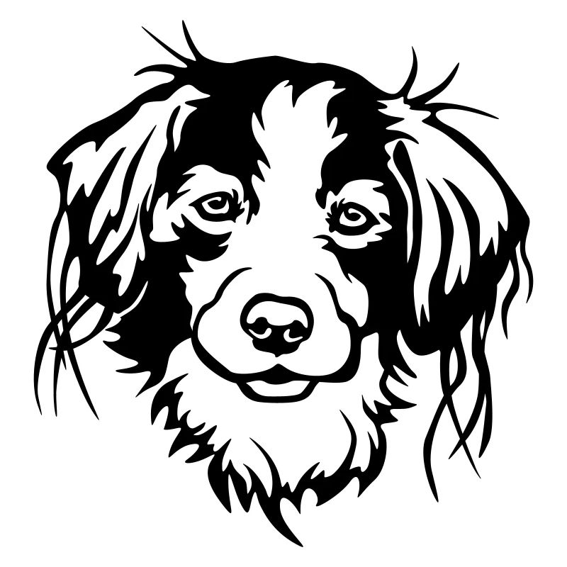Kooikerhondje Kopf