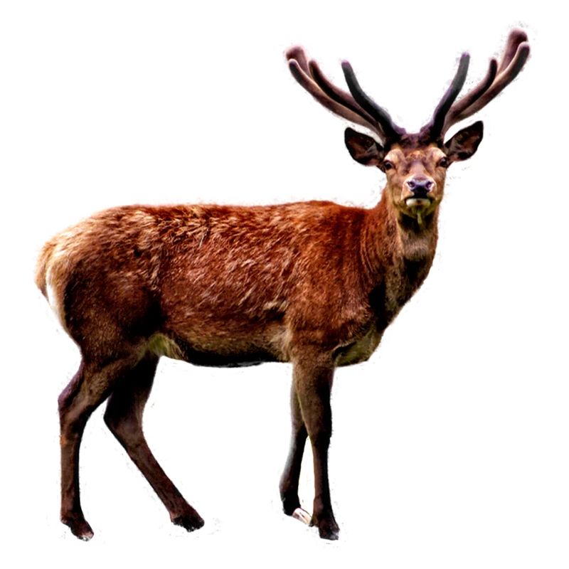 Hirsch
