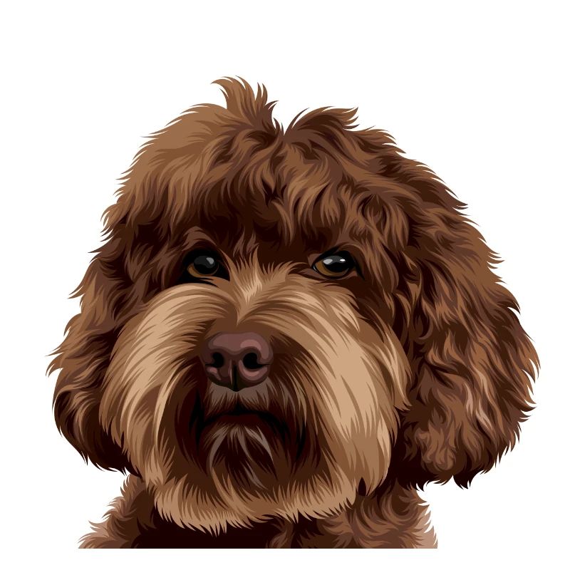 Schnoodle Doodle Dog