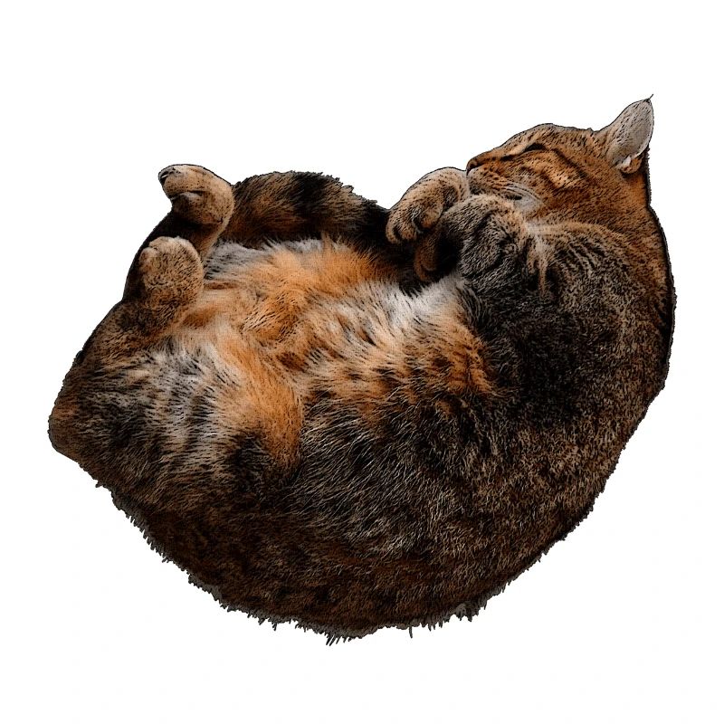 entspannte Katze, tabby motive