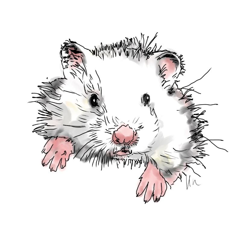 Hamster