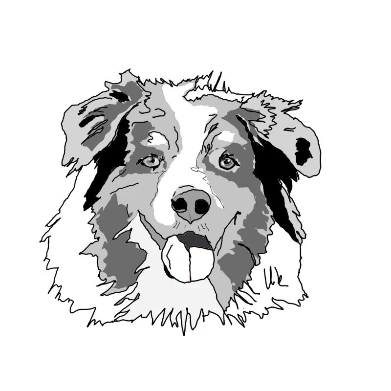 Australian Shepherd