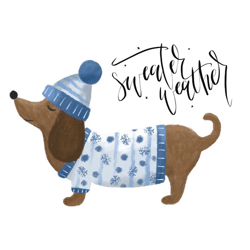 Dackel mit Pullover und Mütze Sweater Weather blau