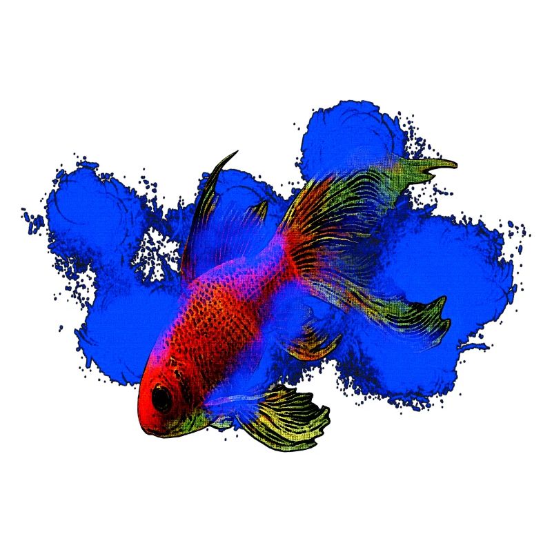wassertiere, schleierschwanz Goldfisch