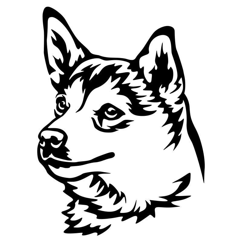 Norwegischer Lundehund Kopf