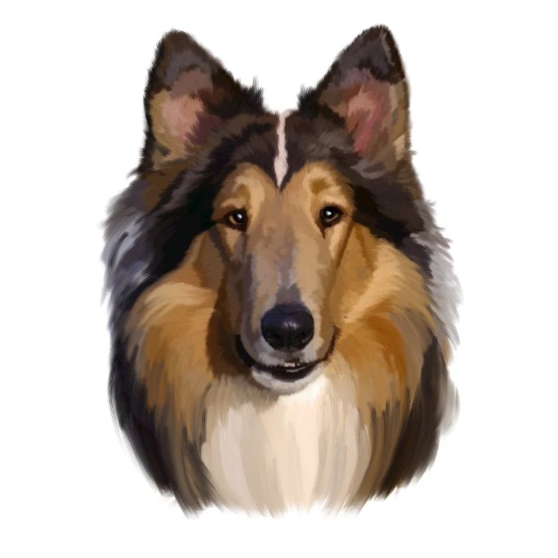 Collie Portrait Painterly Style