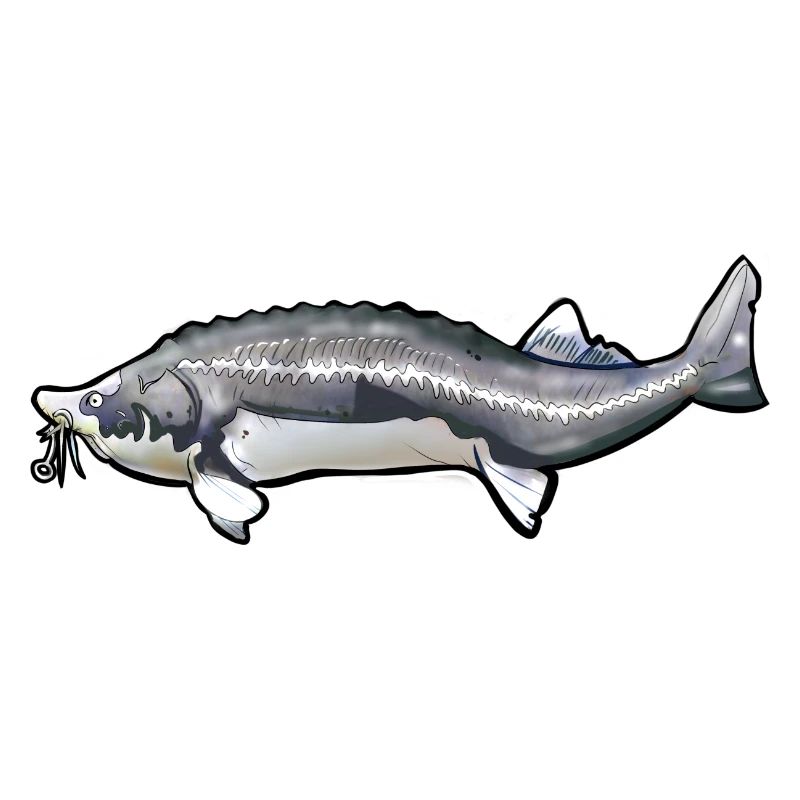 Schwanzmuster von gewühltem Kelfisch