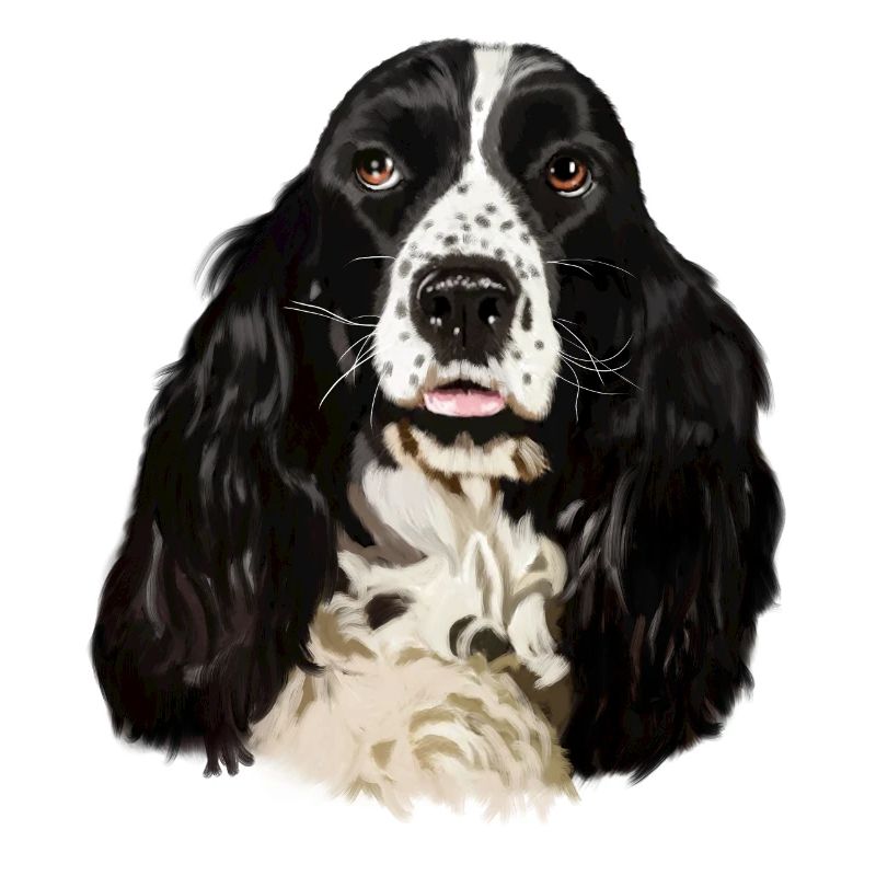 Cocker spaniel