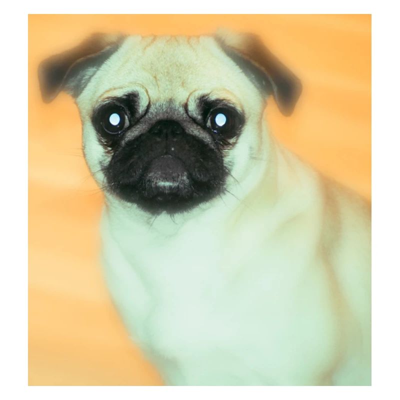 Niedlicher Mops mit Ausdrucksvollblick