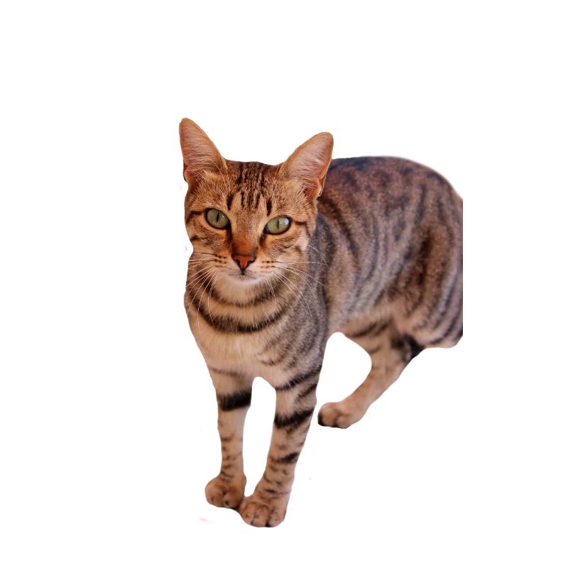 Katze Kätzchen