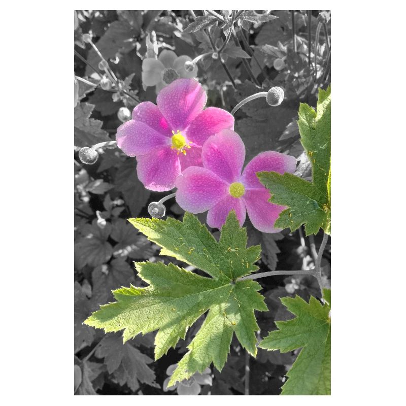 HERBST-ANEMONEN
