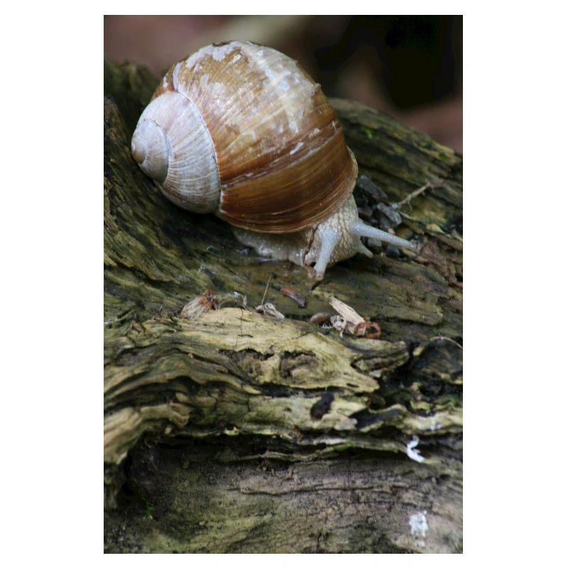 snail