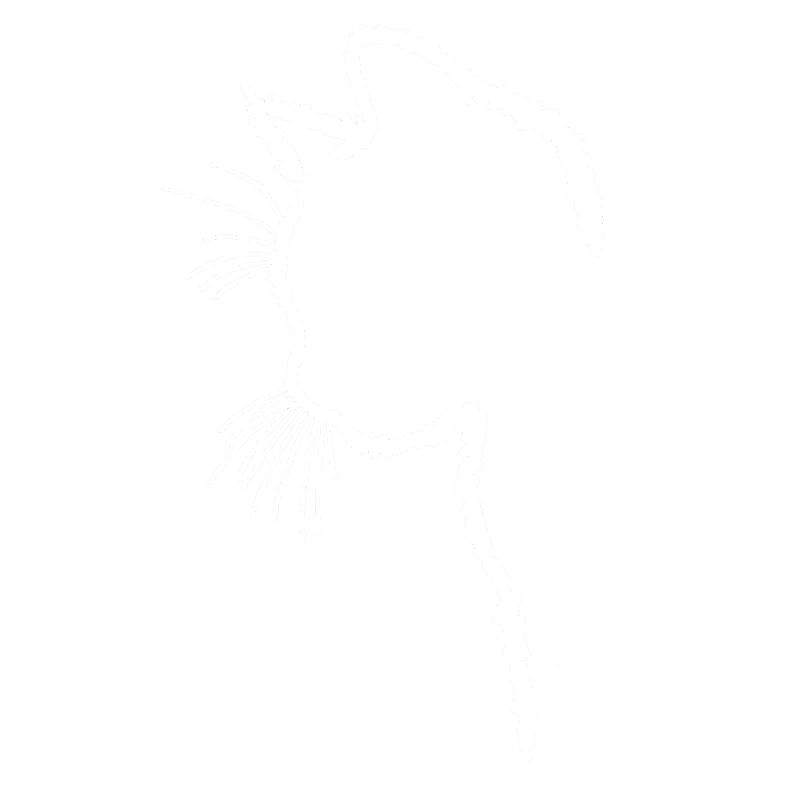 Silhouette de chat blanc
