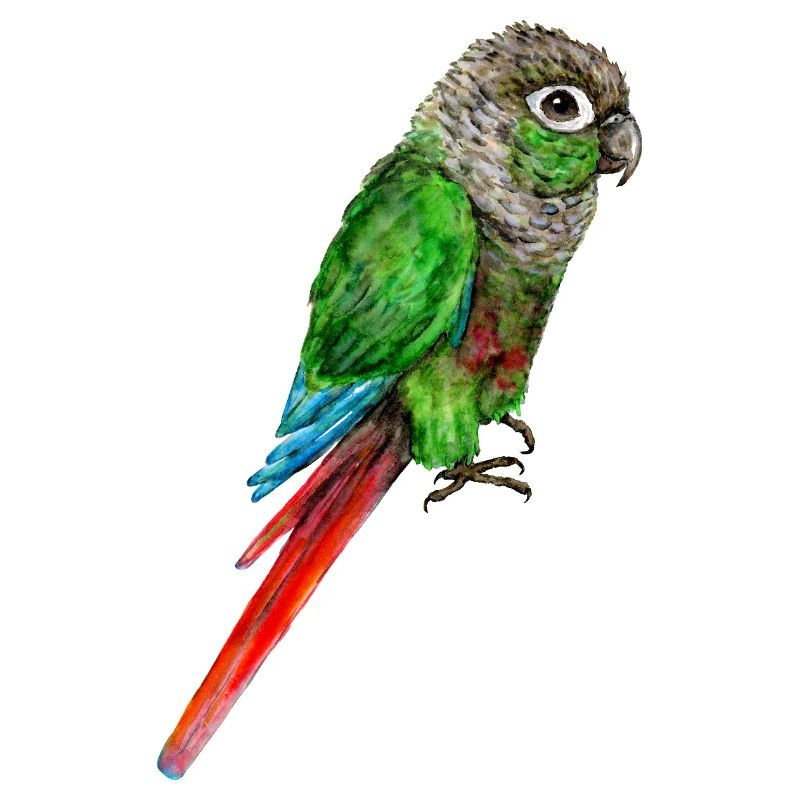 Aquarelle d’une perruche aux joues vertes
