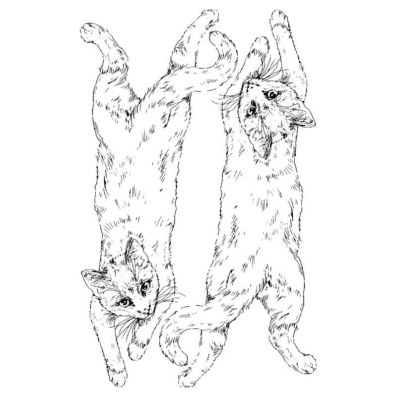 Katzen