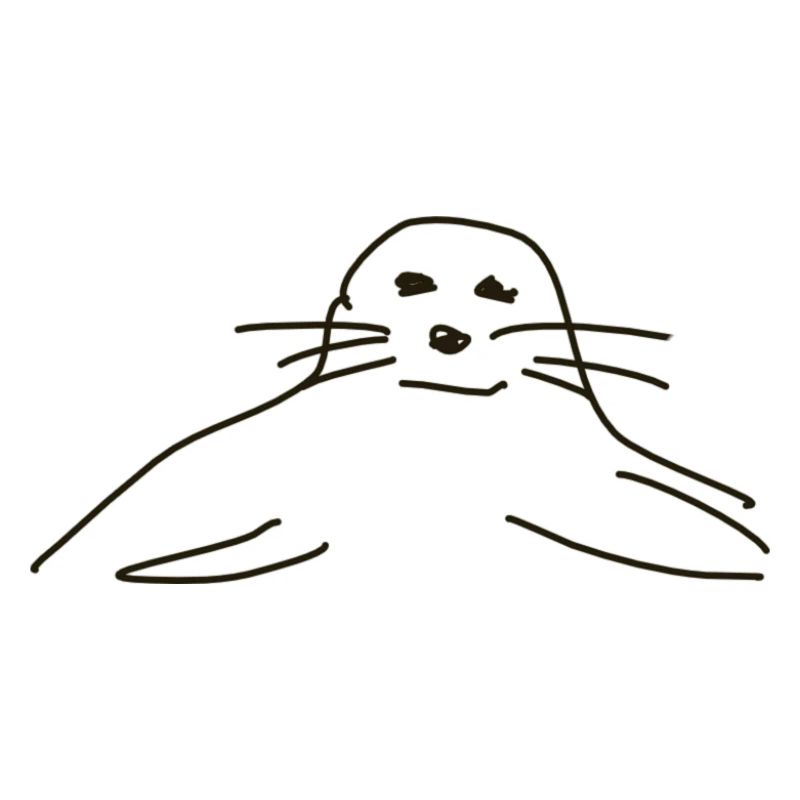 Seehund Seehunde Robbe Robben Tiere