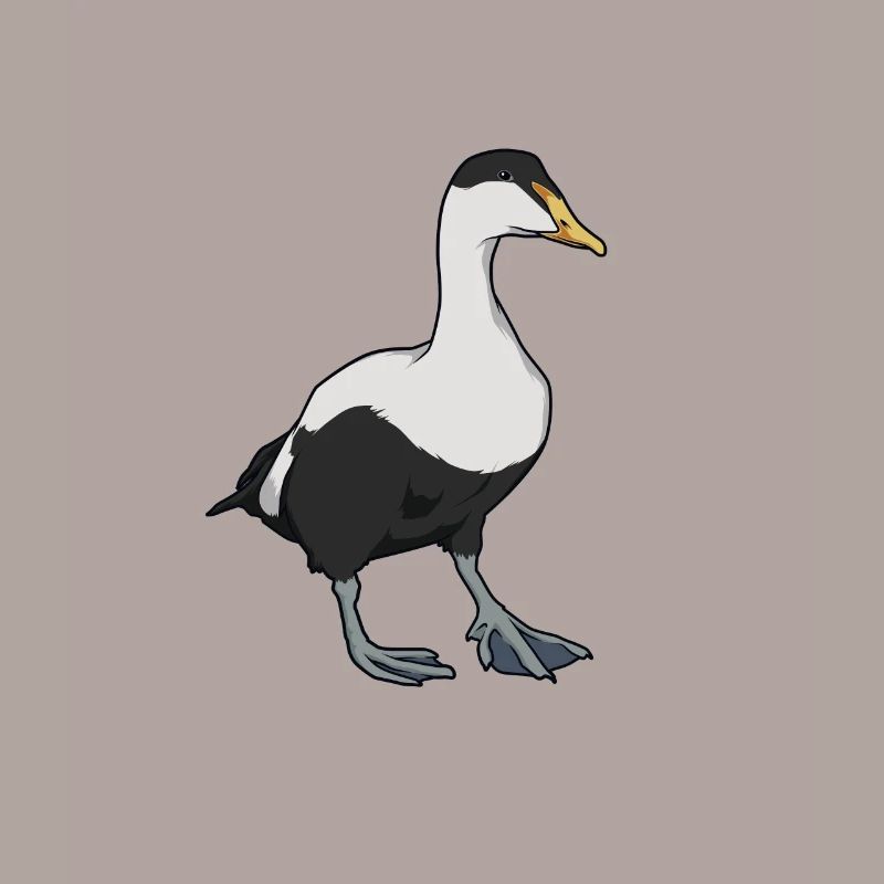 Dessin d’un eider