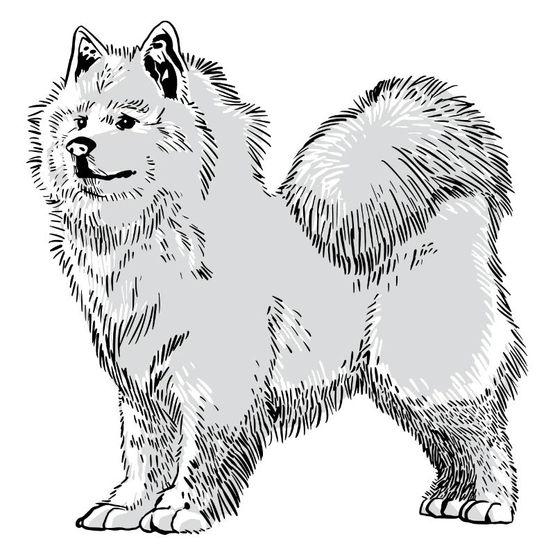 Samoyed sled dog Samoyed gift