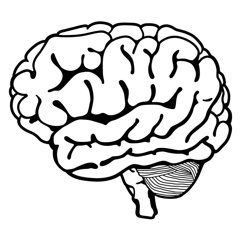 Brain