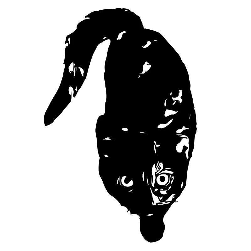 Coco Cat
