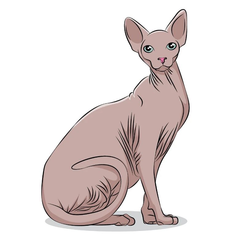 Sphynx Sphinx Katze Kätzchen Haustier Geschenk